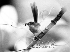 关于鸟的相关搞笑,飞羽间的欢乐交响曲