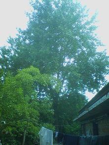 一棵白杨树图片,坚韧与生命的赞歌