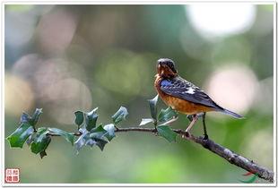 鸫鸟的资料,穿梭林间的歌唱使者